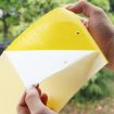 Stick Insect & Fruit Fly Trap Board - Double-Sided Yellow Melon - 4