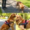 XL Black K9 Chest Strap Traction Rope for 28-40kg Dogs - 7