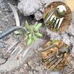 Dual Purpose Weed Remover Tool - 35cm Length - 3
