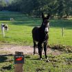 Solar Repeller 2-Pack Wild Hawkeye Animal Repeller for Ranch/Farm - 7