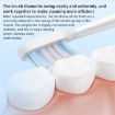 Xiaomi Mijia Whitening Brush Head for T501/T501C Toothbrush (2pcs) - 4