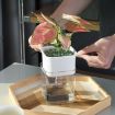 Translucent Automatic Water Absorption Hydroponic Flowerpot - 5