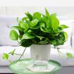 Double-Layer Auto-Absorb Flowerpot, A703 8.2cm - White Transparent Basin - 2