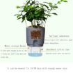 Double-Layer Auto-Absorb Flowerpot, A703 8.2cm - White Transparent Basin - 5