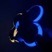 DJI Neo CQT Luminous Glow Stickers: Waterproof, Anti-fouling - 4