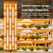 12V LED Plant Growth Light, Sunlight-Like, Four Head, AU Plug - 3