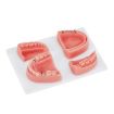 Silicone Suture Practice Mold for Oral Surgery Training, Four Teeth - 1
