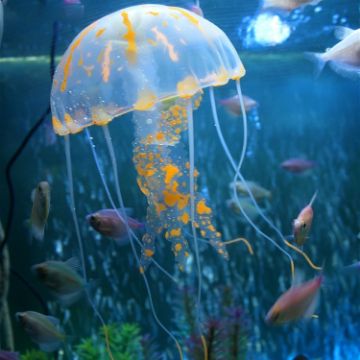 Silicone Simulation Fluorescent Jellyfish Aquarium Decor, 8x20cm Orange - 1