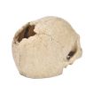 Aquarium Decoration Skull Hiding Ornament for Fish Lizard Snake - 4