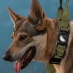 AirTag Locator Nylon Collar, Adjustable Anti-Breakaway, Size S, Light Yellow - 7