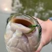 Imitation Aquatic Grass Fishing Hooks - Single Hook Grass Hooks (6#) - 5
