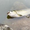 Imitation Aquatic Grass Fishing Hooks - Single Hook Grass Hooks (6#) - 6