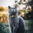 AirTag Tracker Silicone Case Pet Cat Collar with Bell - Gradient Blue - 7